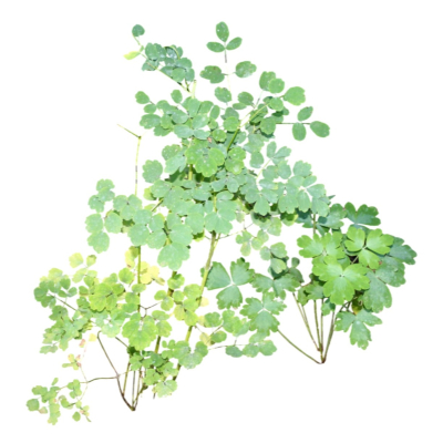 现代2d花草植物组件免费su模型(1)