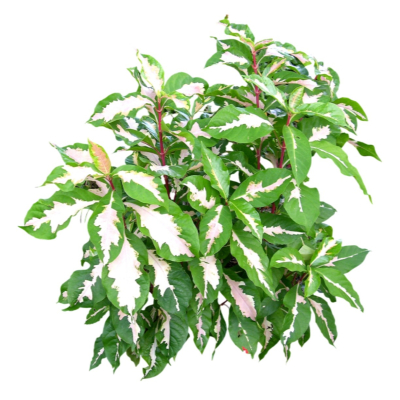 现代2d花草植物组件免费su模型(1)