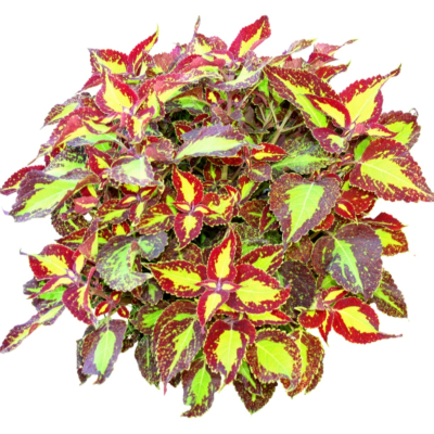 现代2d花草植物组件免费su模型(1)