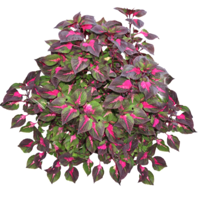 现代2d花草植物组件免费su模型(1)