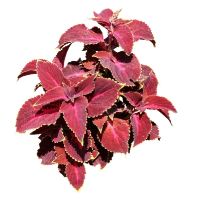 现代2d花草植物组件免费su模型(1)