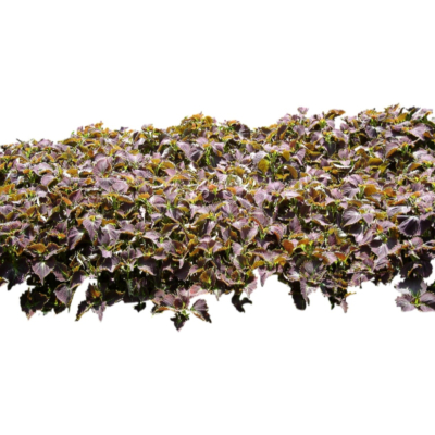 现代2d花草植物组件免费su模型(1)