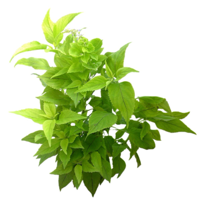 现代2d花草植物组件免费su模型(1)