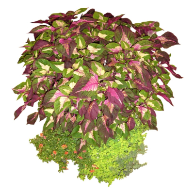 现代2d花草植物组件免费su模型(1)