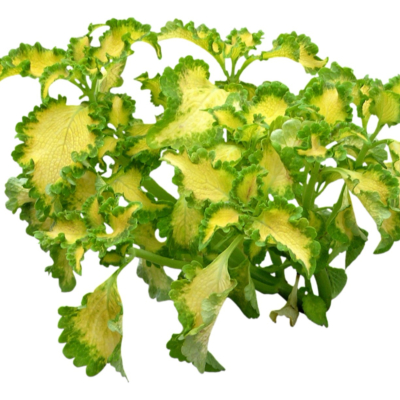 现代2d花草植物组件免费su模型(1)