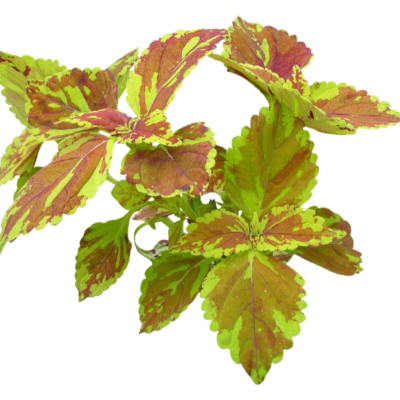 现代2d花草植物组件免费su模型(1)