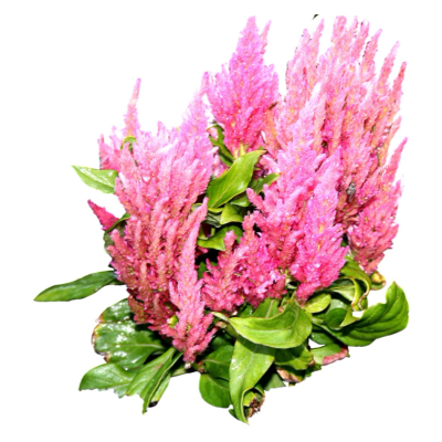 现代2d花草植物组件免费su模型(1)
