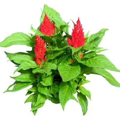 现代2d花草植物组件免费su模型(1)