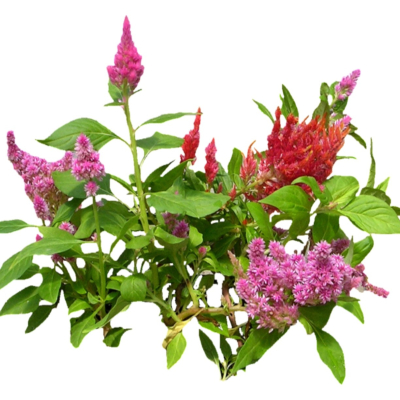 现代2d花草植物组件免费su模型(1)