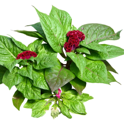 现代2d花草植物组件免费su模型(1)