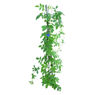 现代2d花草植物组件免费su模型(1)