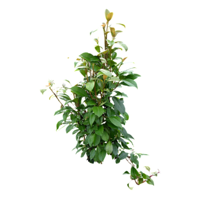现代2d花草植物组件免费su模型(1)