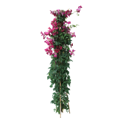 现代2d花草植物组件免费su模型(1)