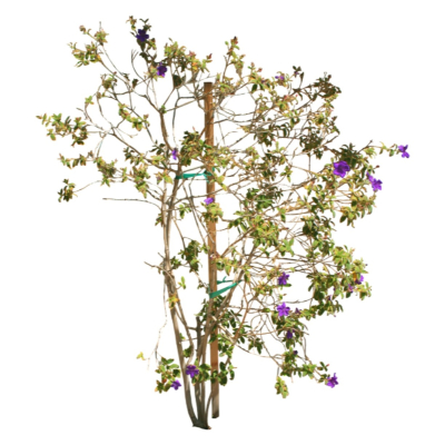 现代2d花草植物组件免费su模型(1)