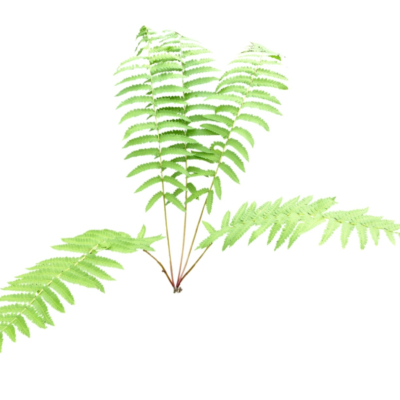 现代2d花草植物组件免费su模型(1)