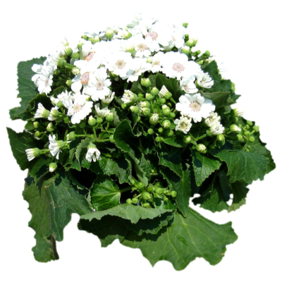 现代花草植物免费su模型(1)