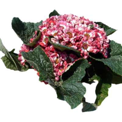 现代2d花草植物组件免费su模型(1)