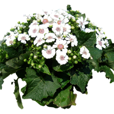 现代2d花草植物组件免费su模型(1)