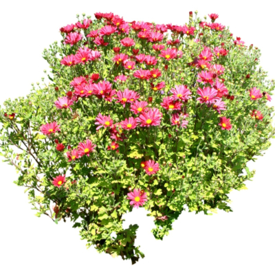 现代2d花草植物组件免费su模型(1)