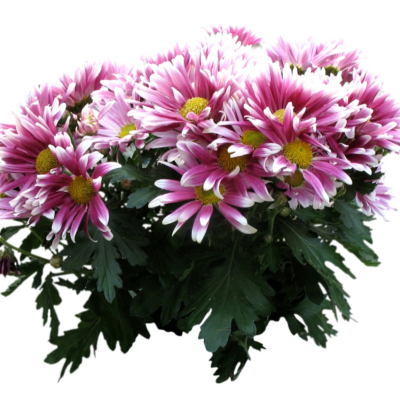 现代2d花草植物组件免费su模型(1)