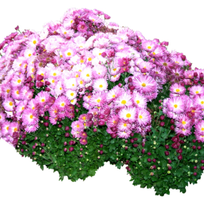 现代2d花草植物组件免费su模型(1)