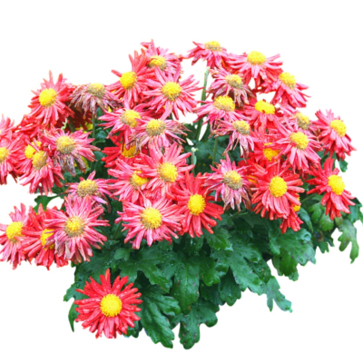 现代2d花草植物组件免费su模型(1)