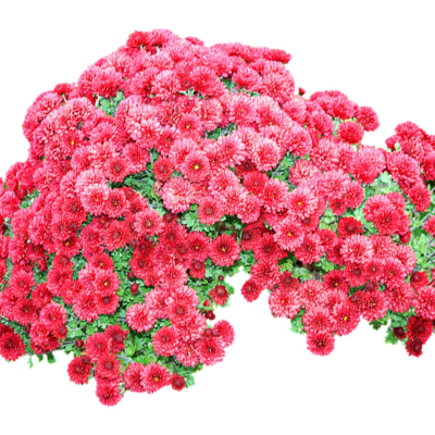 现代2d花草植物组件免费su模型(1)