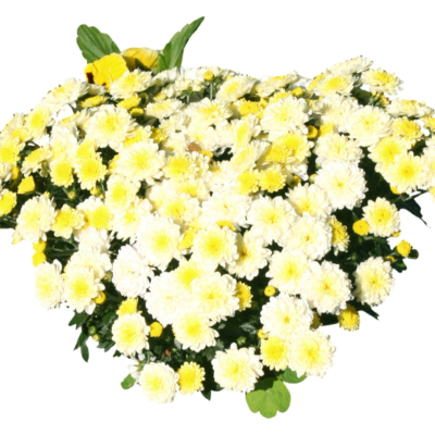 现代2d花草植物组件免费su模型(1)