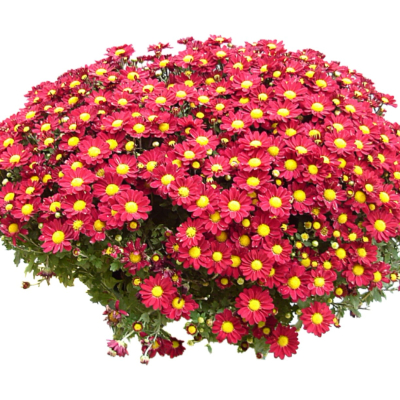 现代2d花草植物组件免费su模型(1)