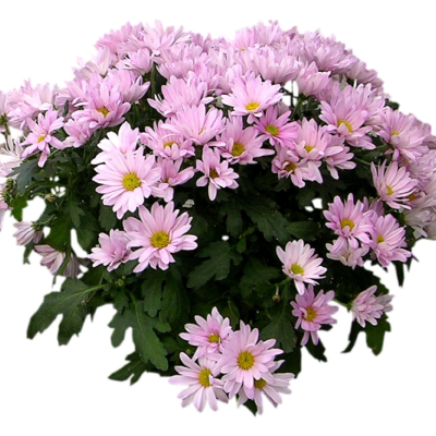 现代2d花草植物组件免费su模型(1)
