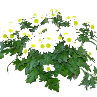 现代2d花草植物组件免费su模型(1)