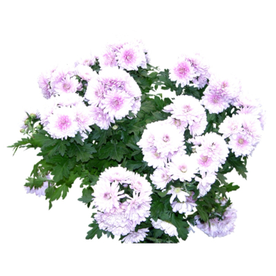 现代2d花草植物组件免费su模型(1)
