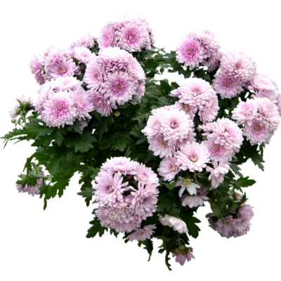 现代2d花草植物组件免费su模型(1)