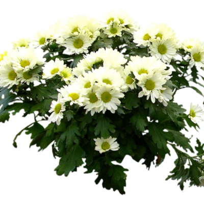 现代2d花草植物组件免费su模型(1)