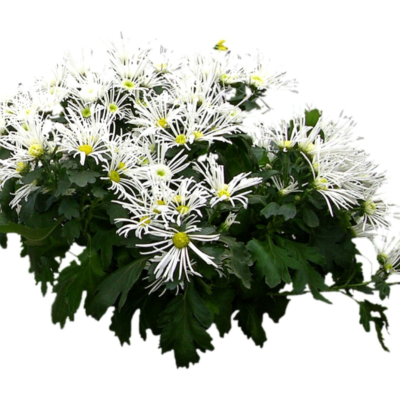 现代2d花草植物组件免费su模型(1)