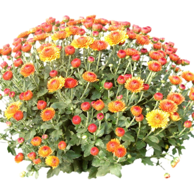 现代2d花草植物组件免费su模型(1)