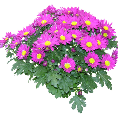 现代2d花草植物组件免费su模型(1)