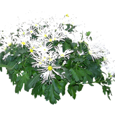 现代2d花草植物组件免费su模型(1)