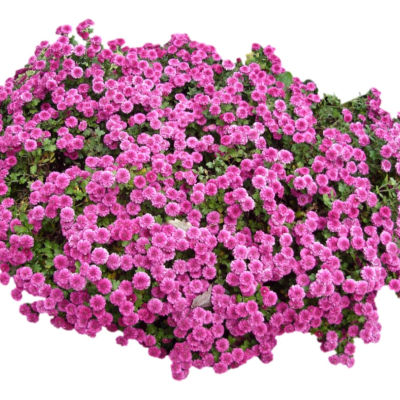 现代2d花草植物组件免费su模型(1)