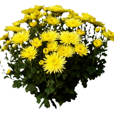 现代2d花草植物组件免费su模型(1)