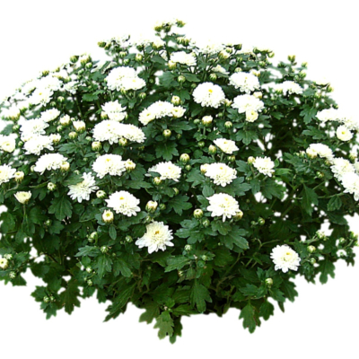 现代2d花草植物组件免费su模型(1)