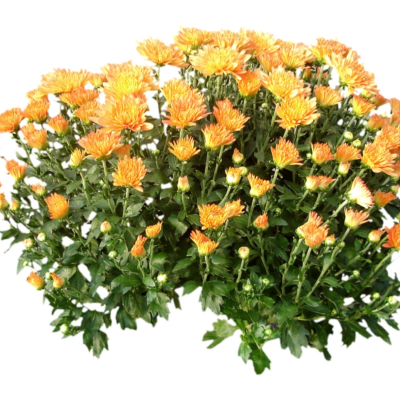 现代2d花草植物组件免费su模型(1)