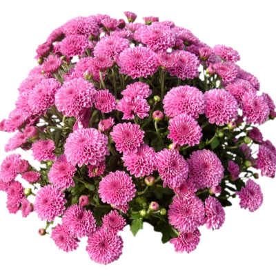 现代2d花草植物组件免费su模型(1)