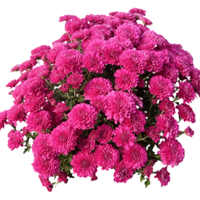 现代2d花草植物组件免费su模型(1)