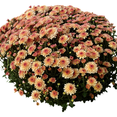 现代2d花草植物组件免费su模型(1)