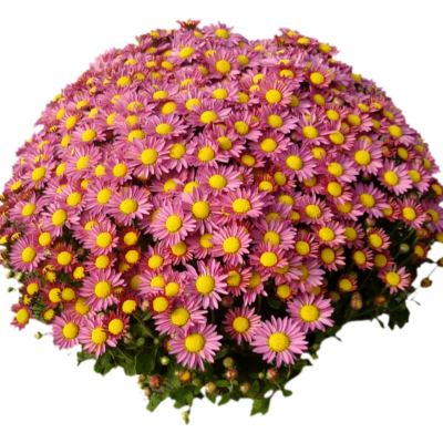 现代2d花草植物组件免费su模型(1)
