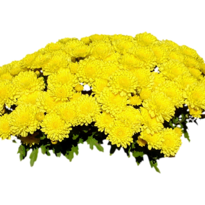 现代2d花草植物组件免费su模型(1)