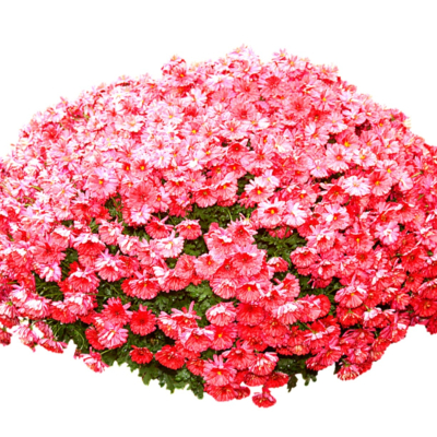 现代2d花草植物组件免费su模型(1)