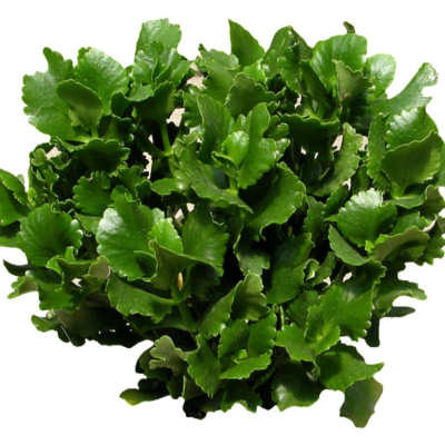 现代2d花草植物组件免费su模型(1)