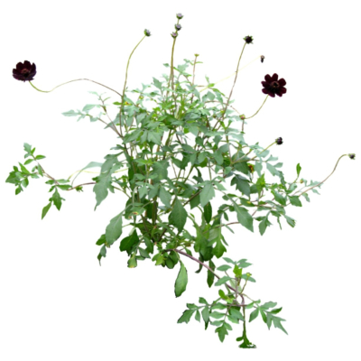 现代2d花草植物组件免费su模型(1)